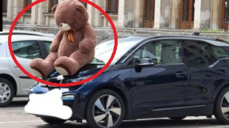 Софиянци са в шок: Огромна мечка "кацна" върху кола СНИМКИ