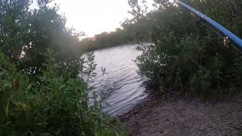 Страховито ВИДЕО: Алигатор излиза от водата и преследва рибар в гората 