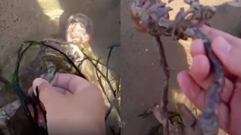 Младеж намери на плажа скелет на русалка и ужаси мрежата ВИДЕО 