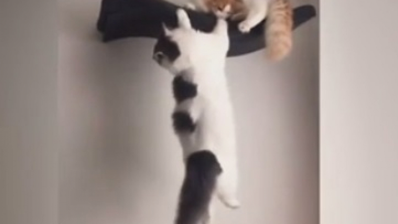Голям смях: Котки изиграха култова сцена от "Цар Лъв" ВИДЕО