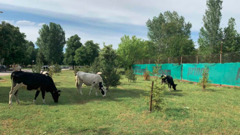 Голямо село! Крави косят и торят тревата край Гребната в Пловдив 