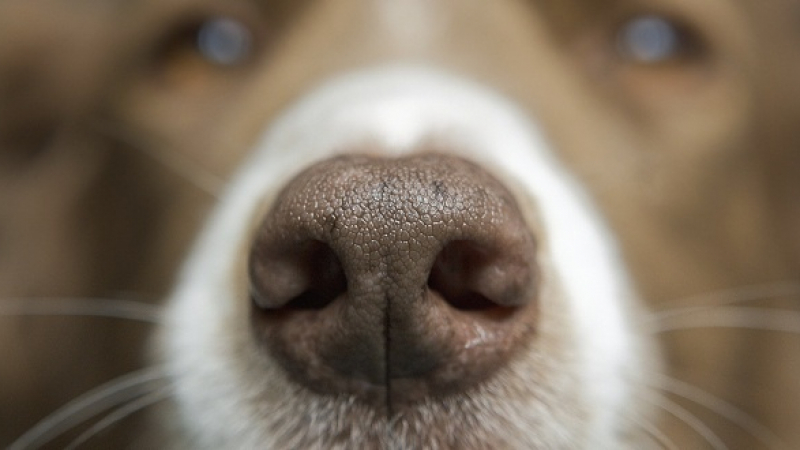 Странно изследване с кучета дава големи надежди за борбата с К-19