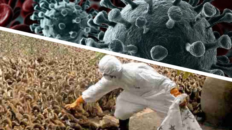Птичи грип мутира и бута К-19: Опасната инфлуенца потвърдена и в...