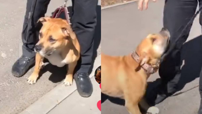 Реакцията на куче към собственика му след дълга раздяла умили мрежата ВИДЕО