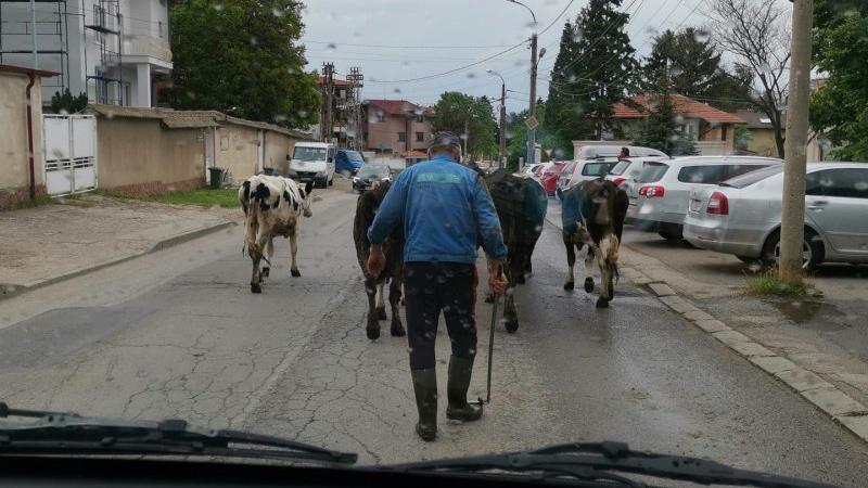 Спор: Трябва ли да има говеда в елитен квартал на София СНИМКА