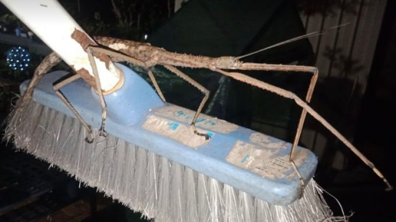 Чудовище: Мъж бе изненадан в дома си от насекомо с размера на моп за почистване СНИМКИ