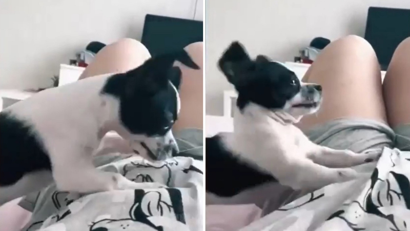 Собственичка научи кучето си да й прави масаж за отслабване ВИДЕО
