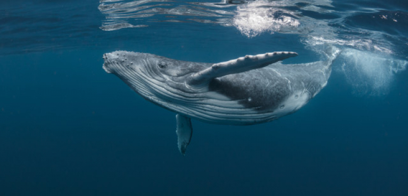 Американски гмуркач попадна в устата на гърбат кит и ето какво се случи