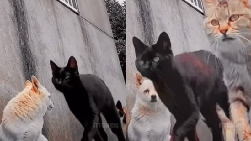 Объркано куче, срещнало банда дръзки котки, накара мрежата да се смее ВИДЕО