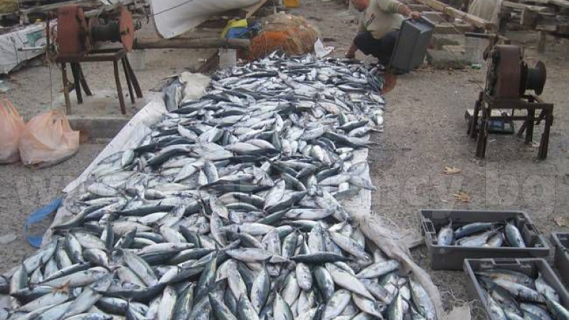 Бургаските рибари са в екстаз от този знак на съдбата в Черно море