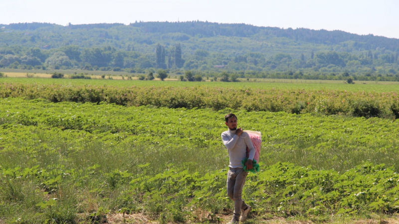 Чудо в България: Розовата долина се мести в Добруджа