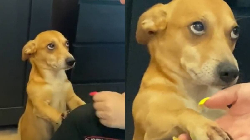 Куче, което хипнотизира с поглед собственичката си, бе заснето на ВИДЕО