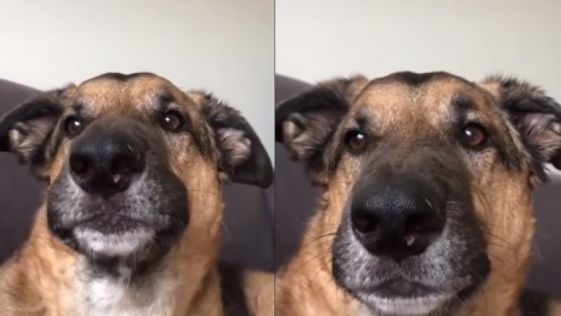 Самоконтрол: Забавните опити на куче да не лае развеселиха интернет ВИДЕО