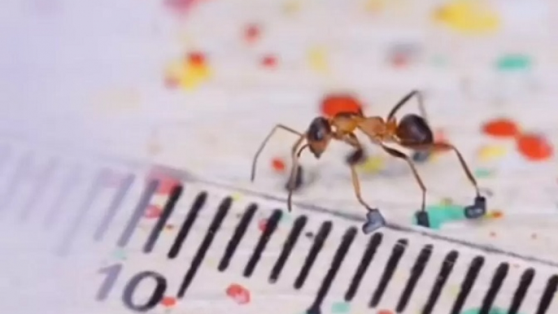 Рекорд! Блогър успя да обуе мравка и се прослави в мрежи ВИДЕО