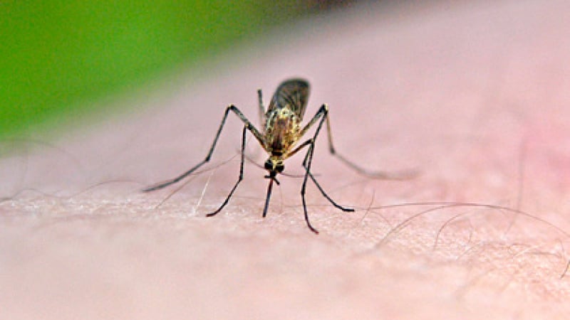 Мъж лепна рядък вирус след ухапване от комар 