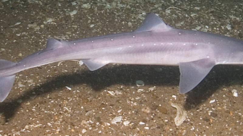 Родни учени алармират: Акулата и още един вид риба в Черно море са пред изчезване