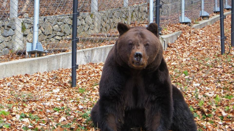 Стана ясно каква съдба очаква мечката, нападнала жена край Белица