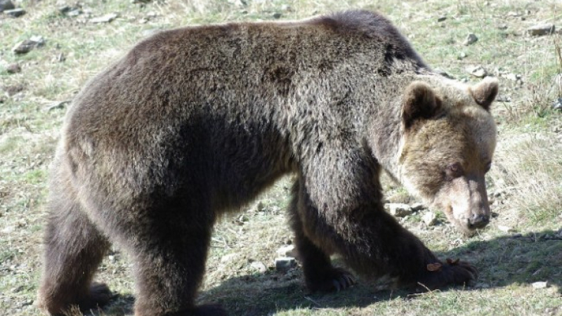 Ясна е съдбата на мечката, ранила жена край Белица 