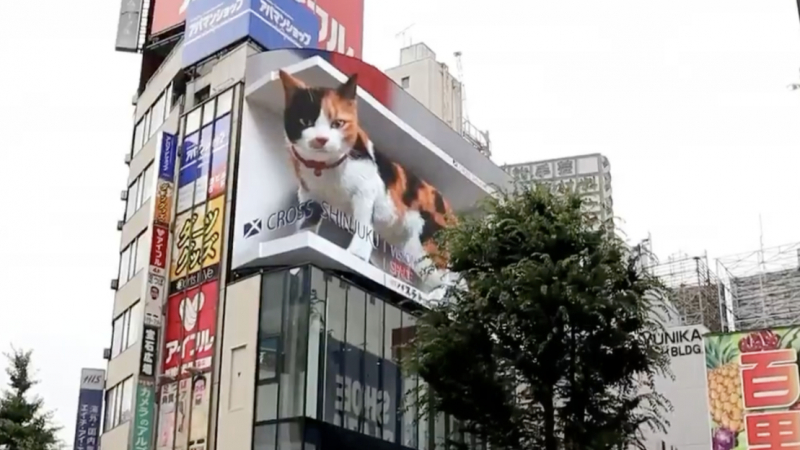 Всички се дивят на това голямо котенце в Токио ВИДЕО