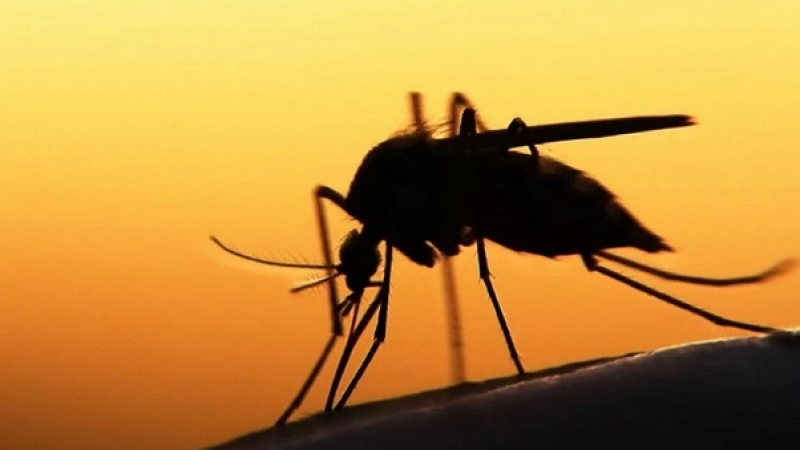 Учени: Комарите стават още по-стръвни и опасни, защото...