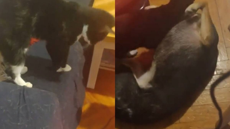 Любвеобилна котка отиде да се прегръща с куче и покори интернет ВИДЕО