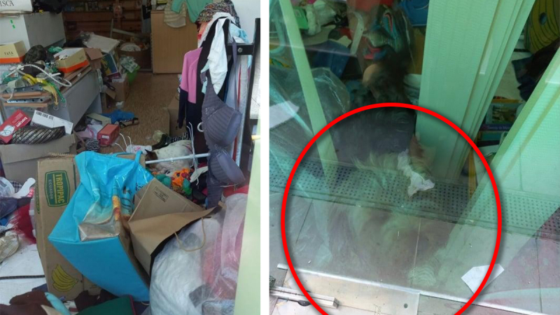 Кученца заключени в магазин в центъра на Несебър, от четири дни са без храна и вода