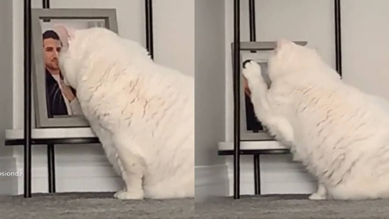Котка, ревнуваща собственика си от приятелката му, развесели интернет ВИДЕО