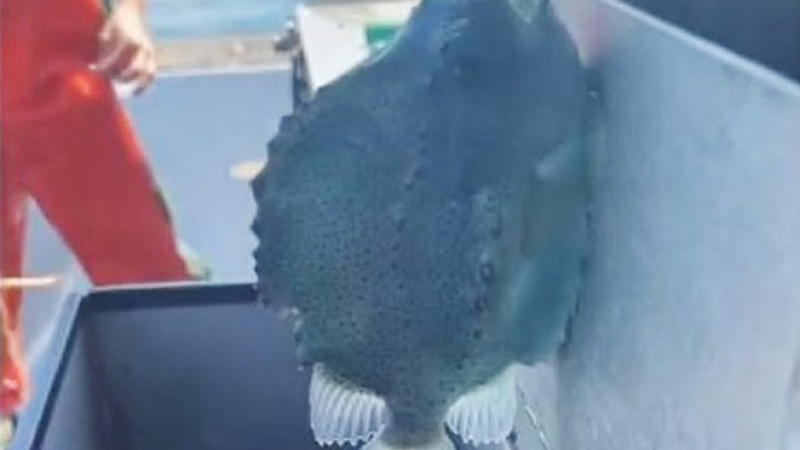 Уникално: Мъж улови риба, която се "лепи" по стените ВИДЕО