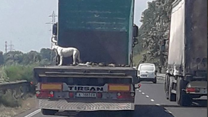 Тираджия кара бясно към Бургас с куче, завързано за каросерията ВИДЕО