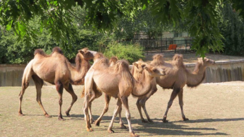 Столичният зоопарк се сдоби със специални животни ВИДЕО