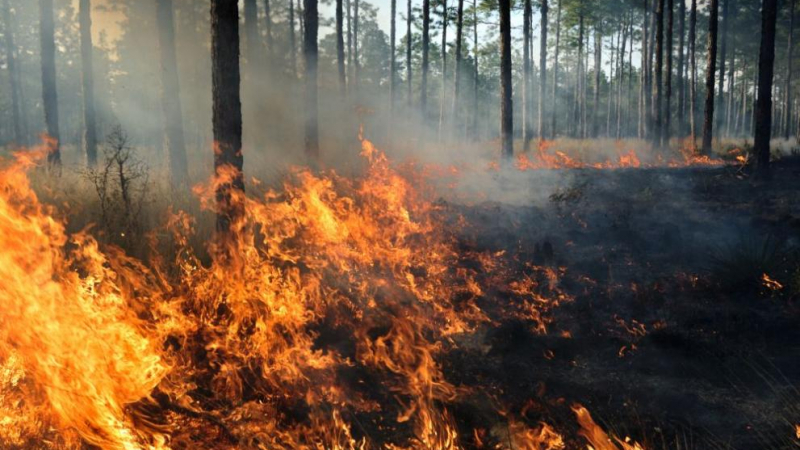 Огненият ад до село Виден се възобнови ВИДЕО