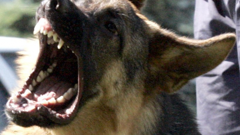 Ужас: Куче нагриза 11-годишно момче по лицето в Хасково