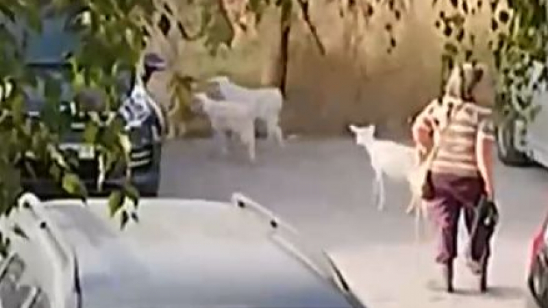 Шок! Стадо кози атакува коли в столичен квартал ВИДЕО