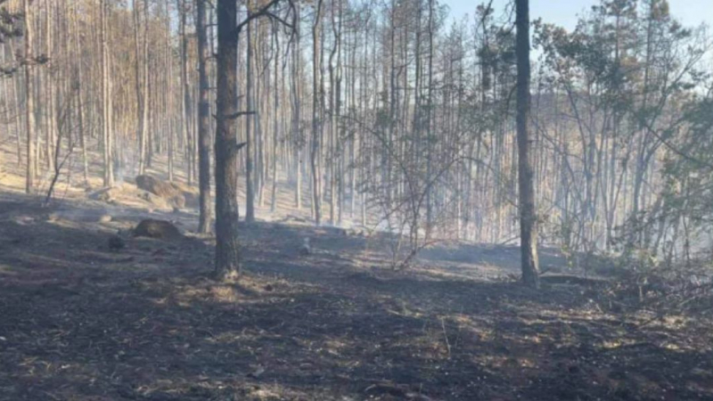 Шефът на пожарната в Пловдив се разрида: Това животинче с малки крачета... СНИМКА