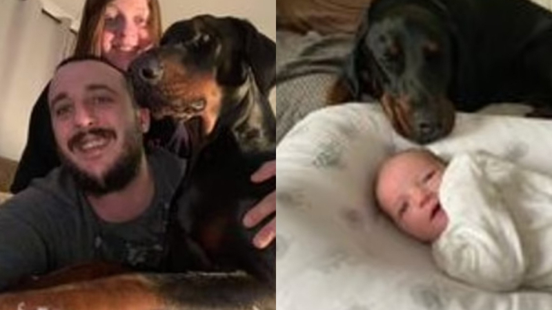 Куче се прослави в мрежата с грижовността си към бебе ВИДЕО