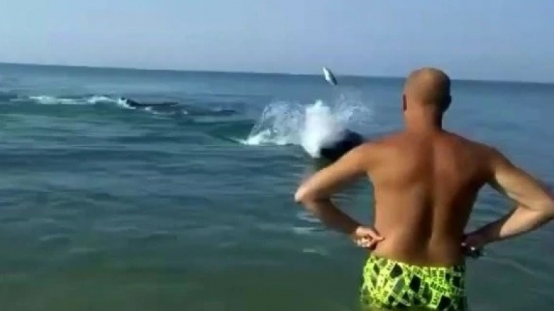 Уникално ВИДЕО: Делфин замеря с риби летовници на брега на Черно море 