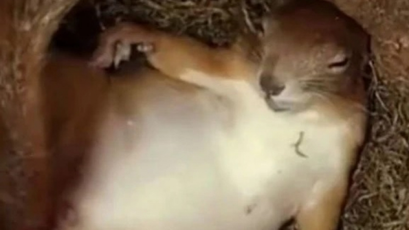 Уникално ВИДЕО: Камера в хралупата на катеричка показа как спи животинчето