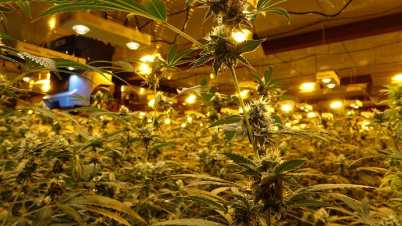 Удар: Полицаи откриха най-голямата плантация за марихуана у нас, вижте къде... СНИМКИ