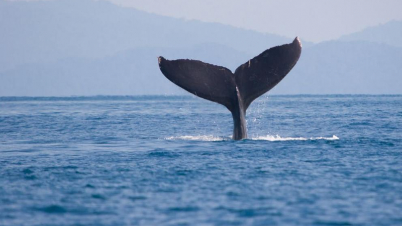 Зрелищно ВИДЕО: 8 метров кит реве гороломно, заклещен в рибарски мрежи