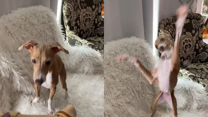 Куче видя лакомство и показа танц на радостта на собственичката си ВИДЕО