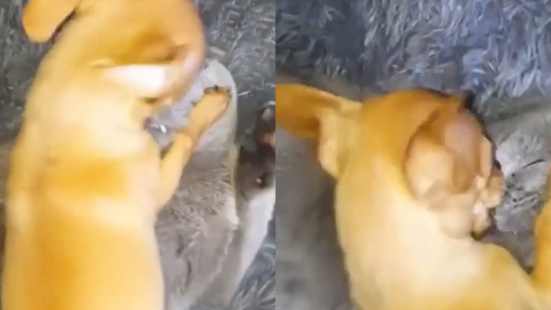 Истинска любов: Куче, което страстно целува коте, умили мрежата ВИДЕО