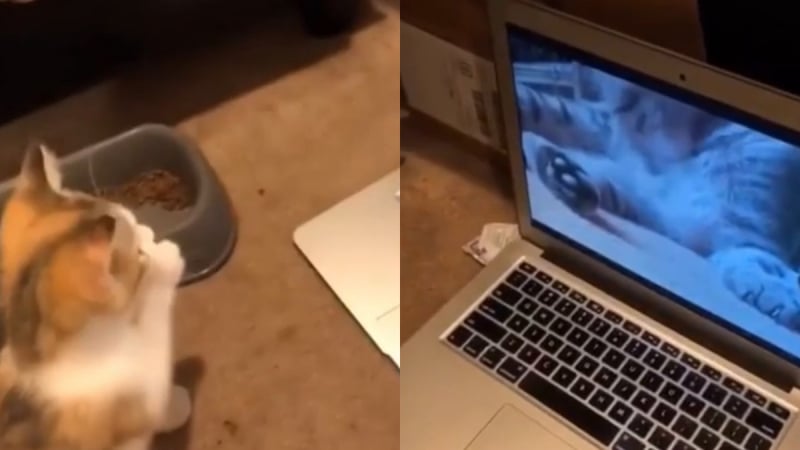 Котка се научи да се мие от видеоурок и възхити мрежата ВИДЕО
