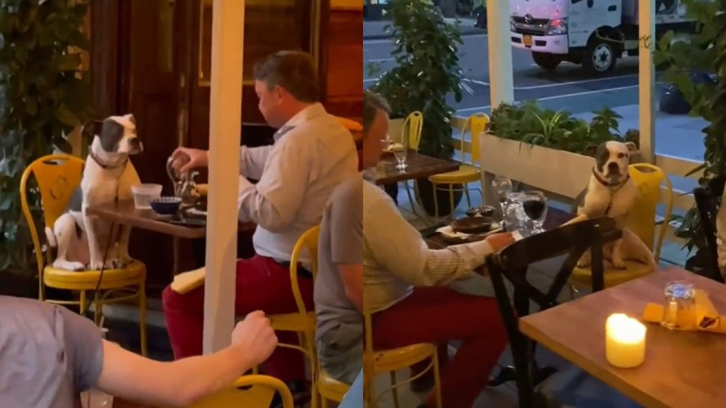 Мъж и куче, вечерящи в ресторант, умилиха мрежата ВИДЕО