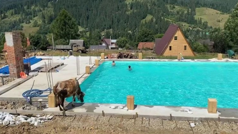 Уникално ВИДЕО: Крава скочи заради жегата в басейн, в който плуват деца