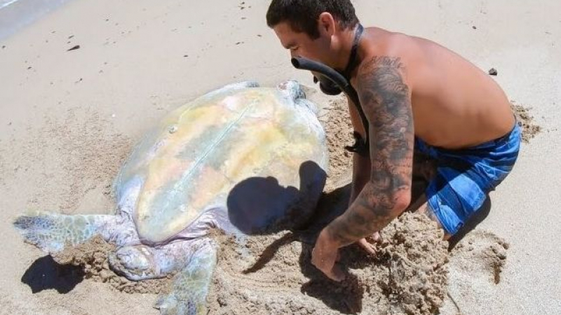 Спасяване на гигантска костенурка на плаж в Австралия умили мрежата ВИДЕО