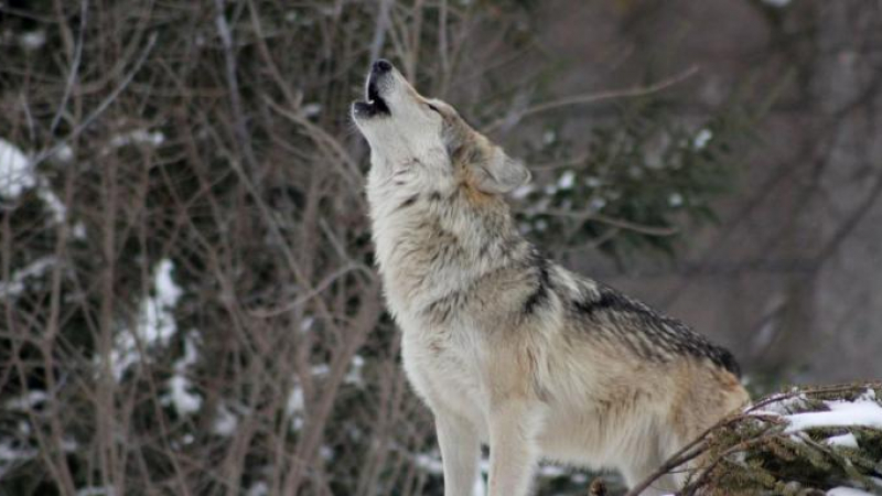 Имен ден: Черпят най-смелите като вълци имена