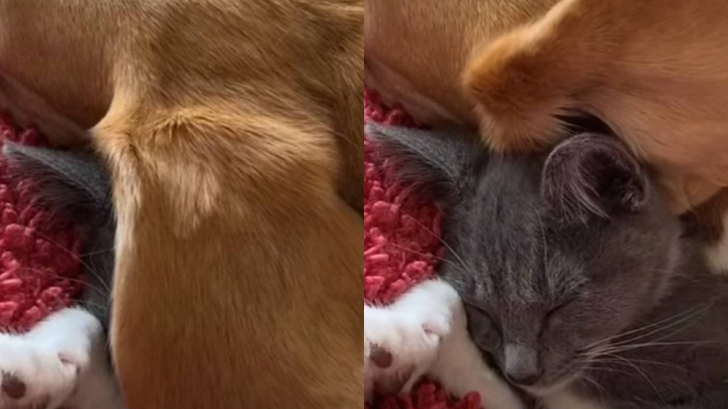 Куче и котка, заспали в сладка поза, покориха интернет ВИДЕО