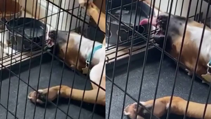 Най-мързеливото куче в света бе заснето на ВИДЕО и развесели мрежата
