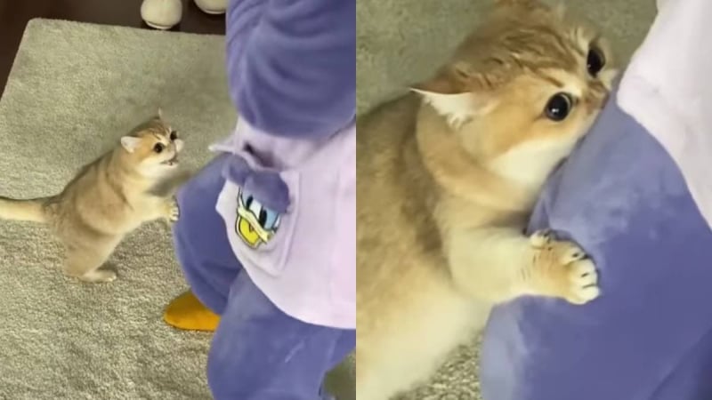 ВИДЕО запечата забавната реакция на котка на танца на собственичката ѝ 
