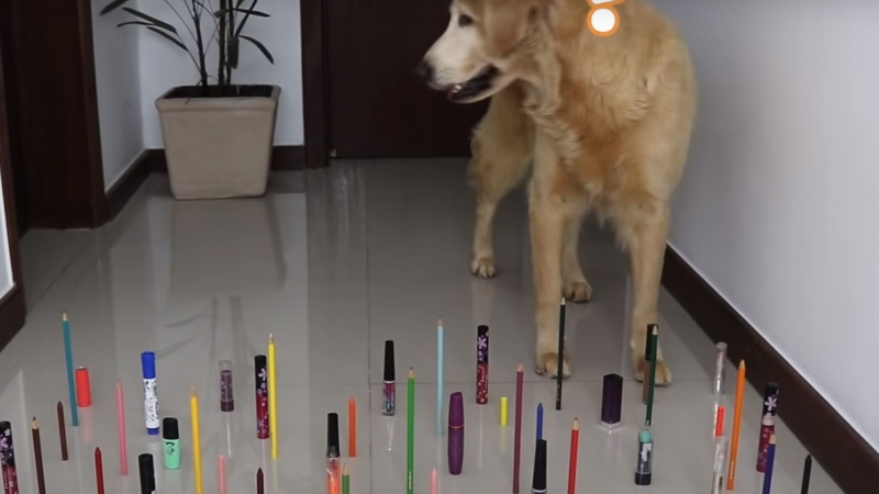 Забавен експеримент показа какви са реакциите на кучета и котка в една и съща ситуация ВИДЕО 